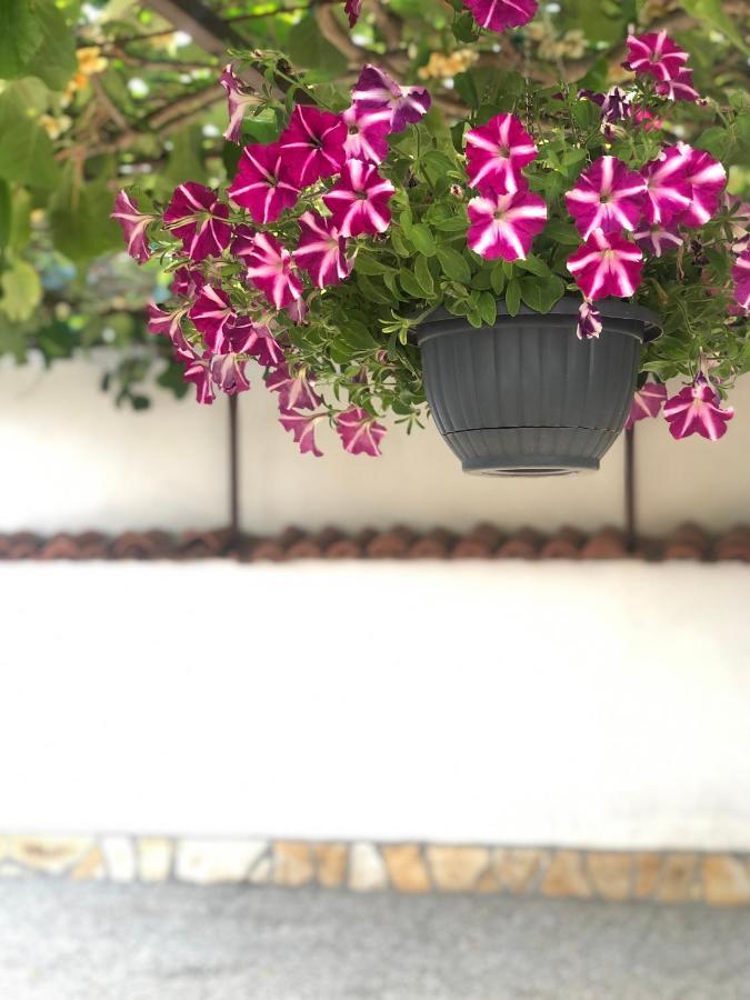 Corinne Garden Residence Novigrad Istria Esterno foto